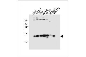 All lanes : Anti-SNRPD3 Antibody (N-term) at 1:4000 dilution Lane 1: Hela whole cell lysate Lane 2: MCF-7 whole cell lysate Lane 3: 293 whole cell lysate Lane 4: Jurkat whole cell lysate Lane 5: HL-60 whole cell lysate Lane 6: Mouse heart tissue lysate Lane 7: NIH/3T3 whole cell lysate Lysates/proteins at 20 μg per lane. (SNRPD3 抗体  (N-Term))