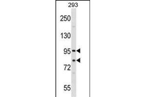 SEC23A Antibody (Center) (ABIN1538270 and ABIN2848682) western blot analysis in 293 cell line lysates (35 μg/lane). (SEC23A 抗体  (AA 299-328))