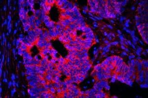 IF analysis of AIF using anti-AIF antibody (ABIN6719266).