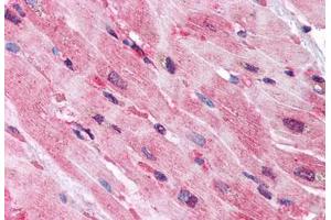 Anti-QSOX2 antibody  ABIN1049285 IHC staining of human heart. (QSOX2 抗体  (Internal Region))