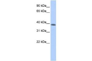 Western Blotting (WB) image for anti-SRR1 Domain Containing (SRRD) antibody (ABIN2459156) (SRRD 抗体)