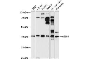 Western blot analysis of extracts of various cell lines, using WISP3 antibody (ABIN7271384) at 1:1000 dilution. (WISP3 抗体  (AA 42-260))