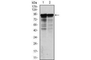 Western Blotting (WB) image for anti-Neurofilament, Light Polypeptide (NEFL) antibody (ABIN1108416) (NEFL 抗体)