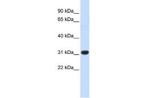 WB Suggested Anti-HOXC8 Antibody Titration: 1 ug/ml Positive Control: Fetal Muscle cell lysate (HOXC8 抗体  (N-Term))
