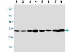 Western blot analysis of tissue and cell extracts with APOD polyclonal antibody . (Apolipoprotein D 抗体  (C-Term))