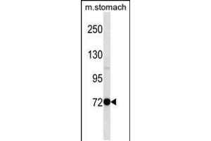 Western blot analysis in mouse stomach tissue lysates (35ug/lane). (PAK7 抗体  (N-Term))