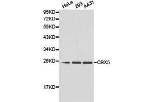 Western Blotting (WB) image for anti-Chromobox Homolog 5 (CBX5) antibody (ABIN1871500)