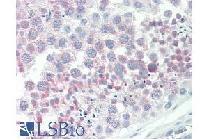 ABIN1590143 (10µg/ml) staining of paraffin embedded Human Testis. (IGFBPI 抗体  (AA 156-170))