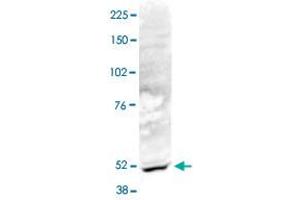 Nuclear extracts of HeLa cells (40 ug) were analysed by Western blot using ACTL6B polyclonal antibody  diluted 1 : 1,000 in TBS-Tween containing 5% skimmed milk. (Actin-Like 6B 抗体)