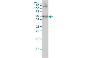 Western Blotting (WB) image for anti-RNA Binding Motif, Single Stranded Interacting Protein 1 (RBMS1) (AA 1-403) antibody (ABIN562606)
