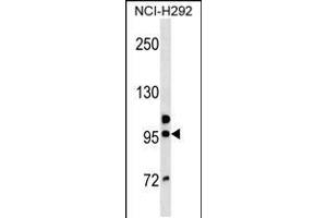 Western blot analysis in NCI-H292 cell line lysates (35ug/lane). (GOLGA6B 抗体  (AA 386-413))