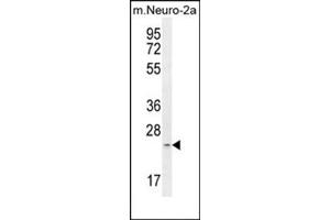 Western blot analysis in mouse Neuro-2a cell line lysates (35 µg/lane) using RT34 Antibody (N-term) Cat. (MRPS34 抗体  (N-Term))