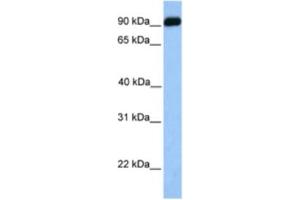 Western Blotting (WB) image for anti-BMP Binding Endothelial Regulator (BMPER) antibody (ABIN2463537)