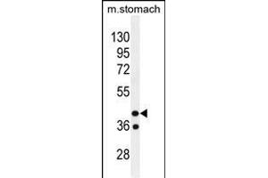GIN1 Antibody (C-term) (ABIN655674 and ABIN2845140) western blot analysis in mouse stomach tissue lysates (35 μg/lane). (GIN1 抗体  (C-Term))