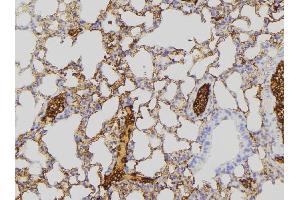 ABIN6275271 at 1/100 staining Mouse lung tissue by IHC-P. (NDUFA8 抗体  (Internal Region))