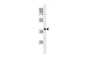 PQLC2 Antibody (C-term) (ABIN657031 and ABIN2846205) western blot analysis in mouse spleen tissue lysates (35 μg/lane). (PQLC2 抗体  (C-Term))
