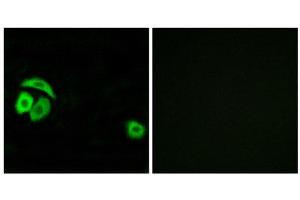 Immunofluorescence (IF) image for anti-Ribosomal Protein L27a (RPL27A) (C-Term) antibody (ABIN1850622) (RPL27A 抗体  (C-Term))