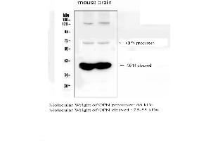 Western blot analysis of OPN using anti- OPN antibody . (Osteopontin 抗体  (C-Term))