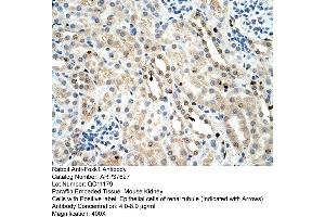 Mouse Kidney (Foxk1 抗体  (C-Term))