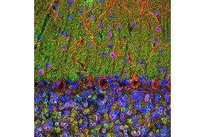 Confocal image of adult rat cerebellum stained with ABIN1580472 (green), ’s chicken polyclonal antibody to MAP2 CPCA-MAP2 (red) and DNA (blue). (VSNL1 抗体)