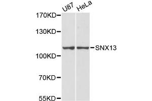 Western blot analysis of extracts of various cell lines, using SNX13 antibody (ABIN6291532) at 1:3000 dilution. (SNX13 抗体)