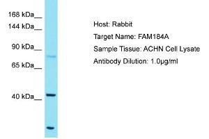 Host: Rabbit Target Name: FAM184A Sample Tissue: Human ACHN Whole Cell Antibody Dilution: 1ug/ml (FAM184A 抗体  (C-Term))