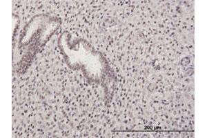Immunoperoxidase of purified MaxPab antibody to GABPB2 on formalin-fixed paraffin-embedded human endometrium. (GABPB1 抗体  (AA 1-395))