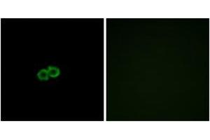 Immunofluorescence analysis of A549 cells, using GPR142 Antibody. (GPR142 抗体  (AA 1-50))