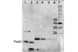 Image no. 1 for PSI-C core subunit of photosystem I (PsaC) protein (ABIN5326719) (PSI-C core subunit of photosystem I (PsaC) 蛋白)