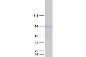 TXNDC15 Protein (Myc-DYKDDDDK Tag)