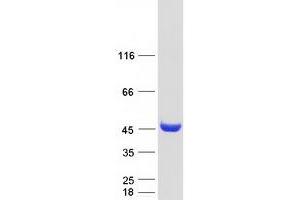 Validation with Western Blot (AADAT Protein (Transcript Variant 1) (Myc-DYKDDDDK Tag))