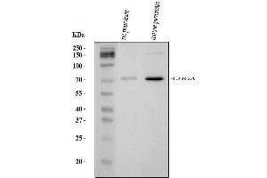 Western blot analysis of Chromogranin A/Chga using anti-Chromogranin A/Chga antibody (ABIN7603205).
