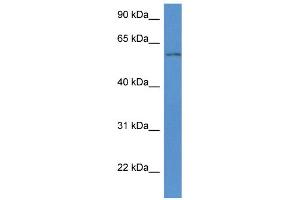 WB Suggested Anti-Wdr12 Antibody   Titration: 1. (WDR12 抗体  (Middle Region))