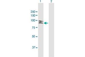 Western Blot analysis of LILRB1 expression in transfected 293T cell line by LILRB1 MaxPab polyclonal antibody. (LILRB1 抗体  (AA 1-650))