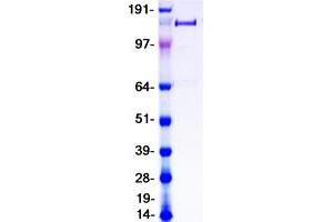 Validation with Western Blot