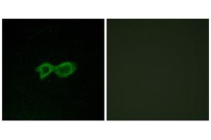 Immunofluorescence analysis of LOVO cells, using OR13C4 antibody. (OR13C4 抗体  (Internal Region))