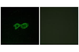 Immunofluorescence analysis of LOVO cells, using OR13C4 antibody. (OR13C4 抗体  (Internal Region))