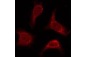 ABIN6276077 staining Hela by IF/ICC. (OR2AP1 抗体  (C-Term))