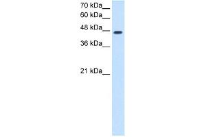 WB Suggested Anti-NDRG1 Antibody Titration:  2. (NDRG1 抗体  (N-Term))