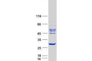 Validation with Western Blot (RHOD Protein (Myc-DYKDDDDK Tag))