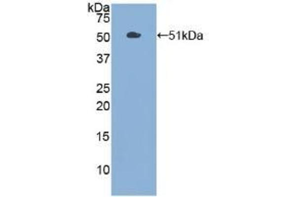 PKM2 抗体  (AA 294-470)