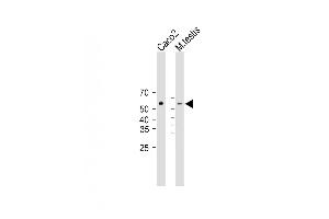 All lanes : Anti-DHCR7 Antibody (C-term) at 1:2000 dilution Lane 1: Caco2 whole cell lysate Lane 2: mouse testis lysate Lysates/proteins at 20 μg per lane. (DHCR7 抗体  (C-Term))