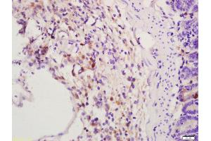 Formalin-fixed and paraffin embedded mouse intestine labeled with Anti-GLP-1(1G9) Monoclonal Antibody, Unconjugated (bsm-0933M) at 1:200 followed by conjugation to the secondary antibody and DAB staining (EHMT1 抗体)