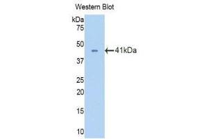Western Blotting (WB) image for anti-Oxytocin Receptor (OXTR) (AA 272-377) antibody (ABIN1860113) (Oxytocin Receptor 抗体  (AA 272-377))