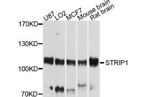 Western blot analysis of extracts of various cell lines, using STRIP1 antibody (ABIN4905334) at 1:1000 dilution. (STRIP1 抗体)