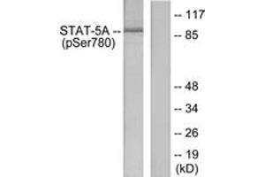 Western blot analysis of extracts from HeLa cells, using STAT5A (Phospho-Ser780) Antibody.