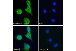 ABIN184893 Immunofluorescence analysis of paraformaldehyde fixed A431 cells, permeabilized with 0. (UBE2S 抗体  (N-Term))