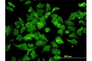 Immunofluorescence of monoclonal antibody to BPNT1 on HeLa cell. (BPNT1 抗体  (AA 1-100))
