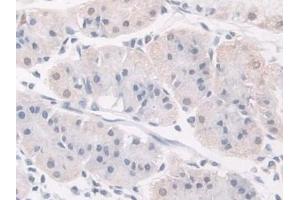 Detection of FKBP4 in Human Stomach Tissue using Polyclonal Antibody to FK506 Binding Protein 4 (FKBP4) (FKBP4 抗体  (AA 2-459))