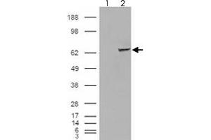 293 overexpressing IGF2BP2 and probed with IGF2BP2 polyclonal antibody  (mock transfection in first lane), tested by Origene. (IGF2BP2 抗体)